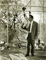 image: Fancy Pigeons