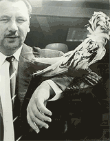 image: awar-winning pigeon